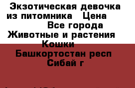 Экзотическая девочка из питомника › Цена ­ 25 000 - Все города Животные и растения » Кошки   . Башкортостан респ.,Сибай г.